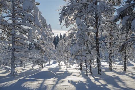 Árvores Congeladas Inverno Em Lapland Suécia Imagem de Stock Imagem