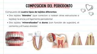 PERIODONTO pdf odontología anatomia dental PPT