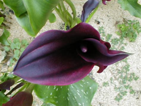 Gallery of Callas Lilies by Color: Black Calla Lilies