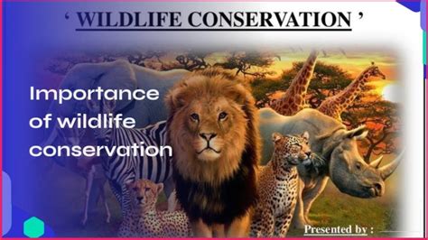 Importance Of Wildlife Conservation Wildlife Conservation