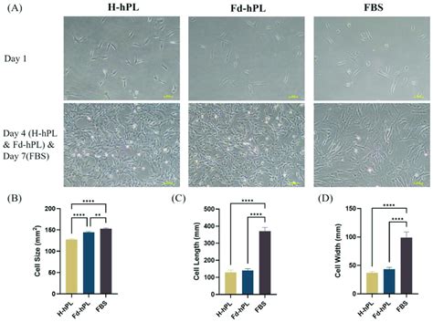 A Morphology Of Uc Mscs Cultured In Different Serum Supplements 10 Download Scientific