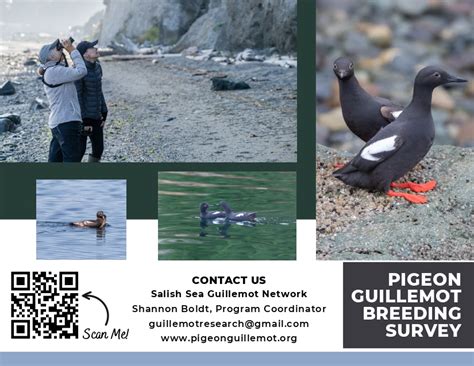 Pigeon Guillemot, a Vital Sign Indicator - Sound Water Stewards