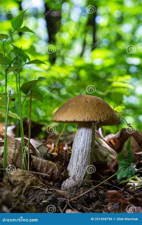 Edible Mushroom Leccinum Scabrum In The Birch Forest Known As Birch