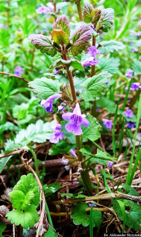 Bluszczyk Kurdybanek Glechoma Hederacea Ground Ivy