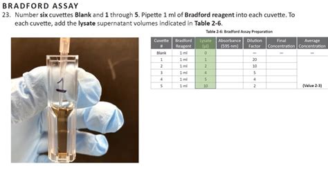 Solved Lab 2 Outline Protein Quantification Lowry And Bradford