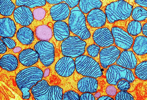 Mitochondria Art for Sale - Pixels