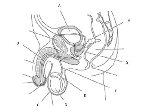 Male Reproductive System Flashcards Quizlet