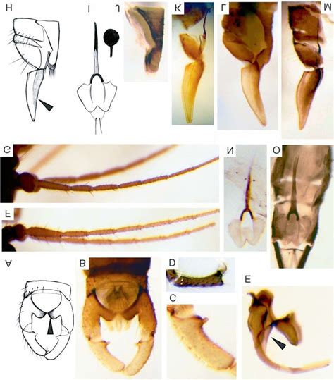 Trichocera Saltrichocera Parva Meigen 1804 A F Male A B Download Scientific Diagram