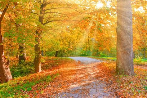 Premium Photo | Tree in autumn park