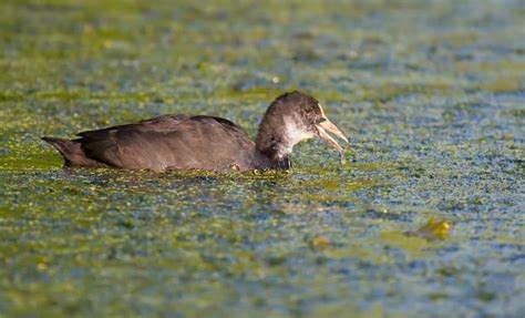 Foulque Macroule Fulica Atra Un Oiseau Nage Sur Un Tang Envahi Par Les