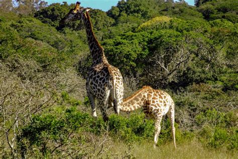 70+ Baby Giraffe Feeding Stock Photos, Pictures & Royalty-Free Images - iStock