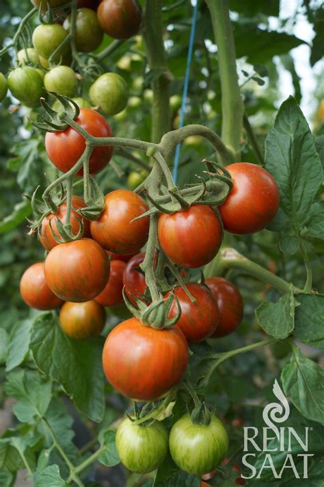 Bio Saatgut Tomate Bagni Tomatenzauber De Onlineshop