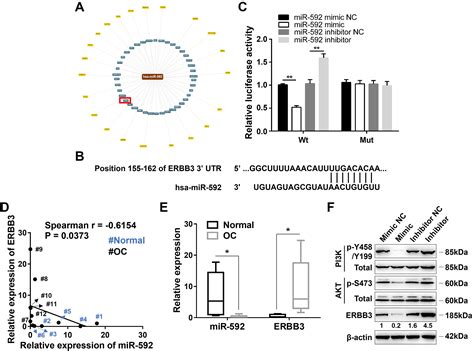 Microrna 592 Inhibits The Growth Of Ovarian Cancer Cells By Targeting