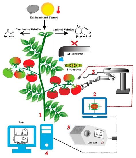 Crops Free Full Text Precise Phenotyping For Improved Crop Quality