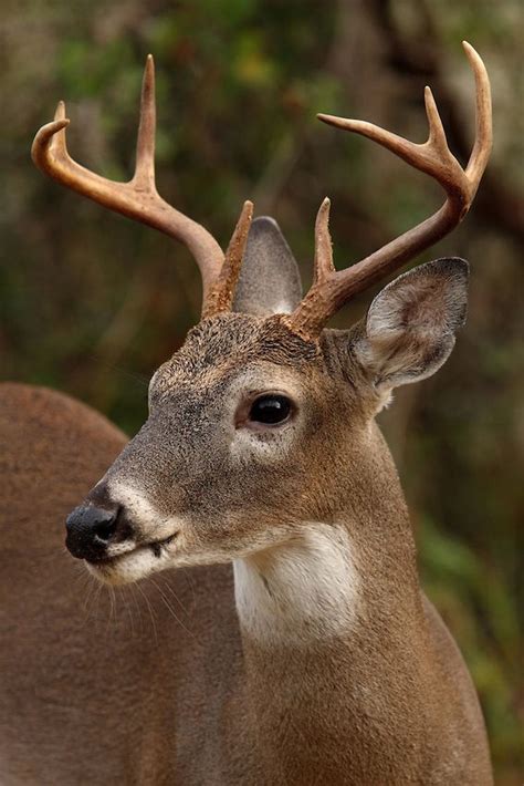 White Tailed Deer Odocoileus Virginianus Howard Cheek Photography