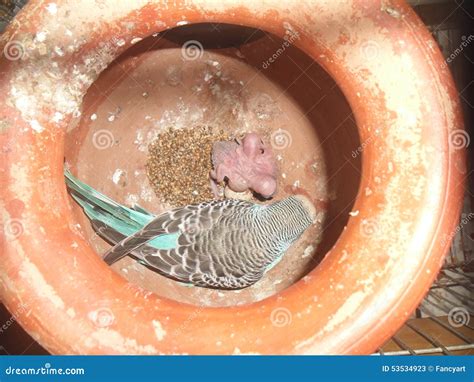 Een Moeder Budgie Vogel Met Kuikens Stock Afbeelding Image Of