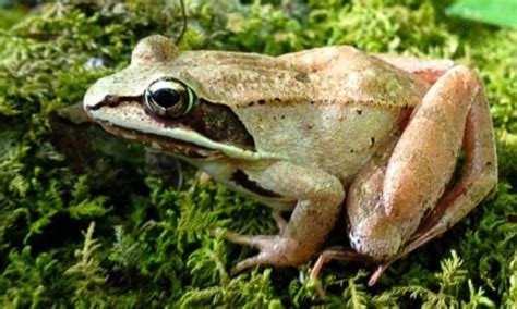 Wood Frog