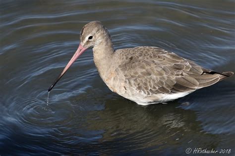 Barge à queue noire Limosa limosa Black tailed Godwit Flickr