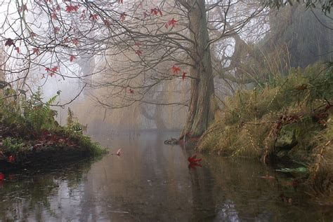 Photography Of Forest Beside River Under White Skies Hd Wallpaper