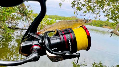 Pesca Con CamarÓn Vivo Róbalos Y Pargos De Orilla Youtube