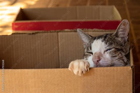 Um gato dormindo dentro de uma caixa de papelão foco na patinha