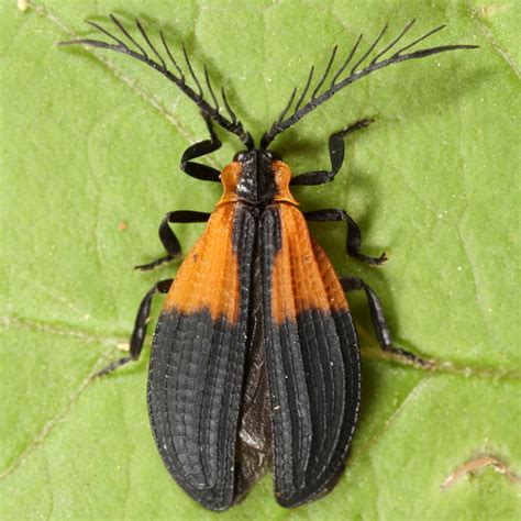 Caenia Dimidiata Caenia Dimidiata Bugguidenet