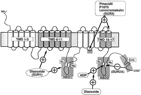 C Terminal Tails Of Sulfonylurea Receptors Control Adp Induced