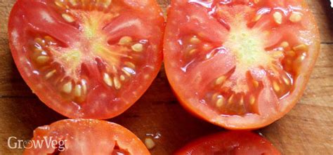 Three Ways to Save Tomato Seeds