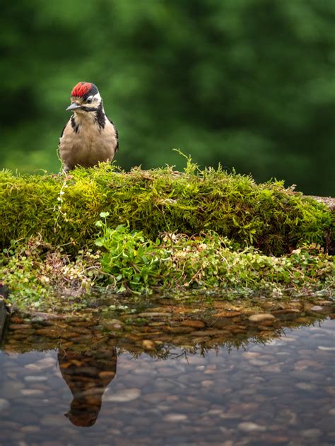 Photographer David Travis Setup His Backyard To Shoot Birds In A Creative Way