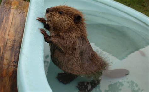 12 more adorable baby beavers that will make your week - Cottage Life