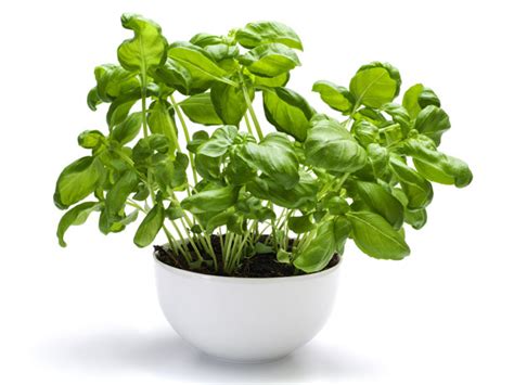 mosquito-repellent-plants-basil - Pest Hacks