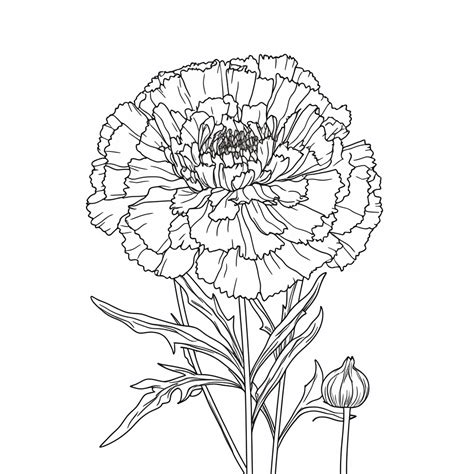 Marigold Coloring Pages Coloring Corner
