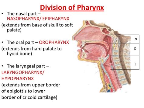 Anatomy of pharynx