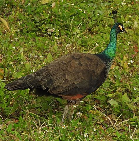 Birdwalkermonday 31 3 2017 Miami Florida Green Peafowl Pavo Muticus