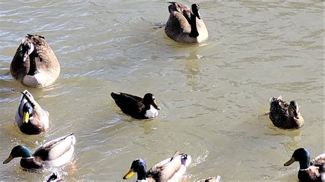 🦢🦆 Canada Geese And Swans Outnumbered By Ducks Youtube