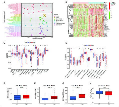 Correlation Of Immune Cell Infiltration And Tumor Mutational Burden