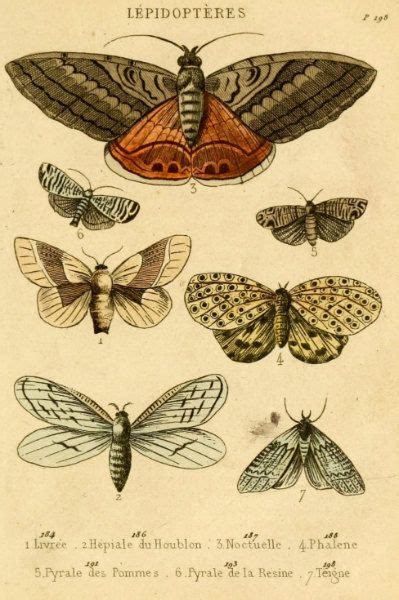 Antique Natural History Print The Study Of Moths Woodland Forest