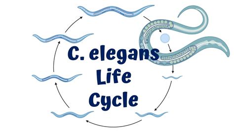 C Elegans Life Cycle Youtube