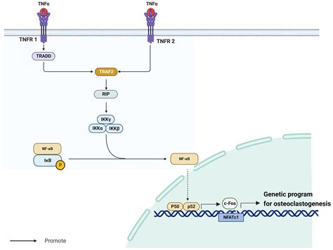 Frontiers Effect Of Bifidobacterium On Osteoclasts Tnf αnf κb