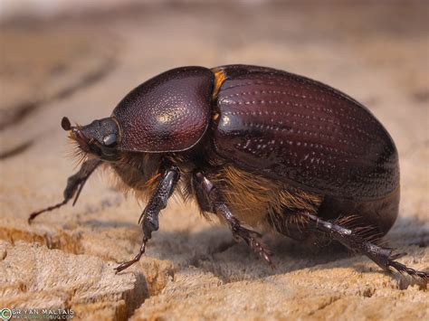 June Bug Beetle