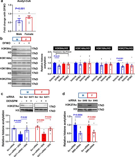 Polyamine Depletion Reduces Acetyl Coa Levels And Decreases Histone