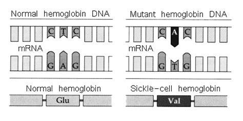 Genetics - Sickle Cell Anemia