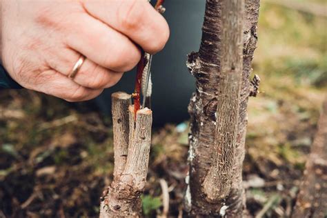 Greffer un arbre fruitier à quelle période comment faire