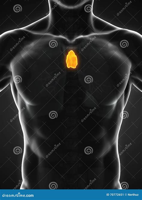 Anatomy Of The Thymus Gland Vector Illustration Cartoondealer