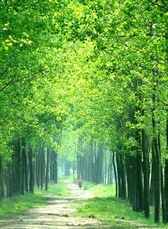 Green Nature Wallpaper For Mobile Phone Infoupdate Org