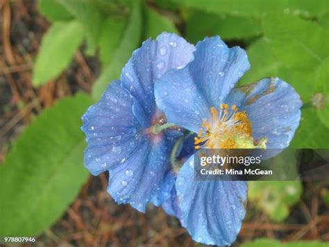 680 Blue Poppies Stock Photos, High-Res Pictures, and Images - Getty Images