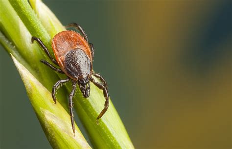 Plaga boreliozy w Polsce Groźna choroba przenoszona przez kleszcze