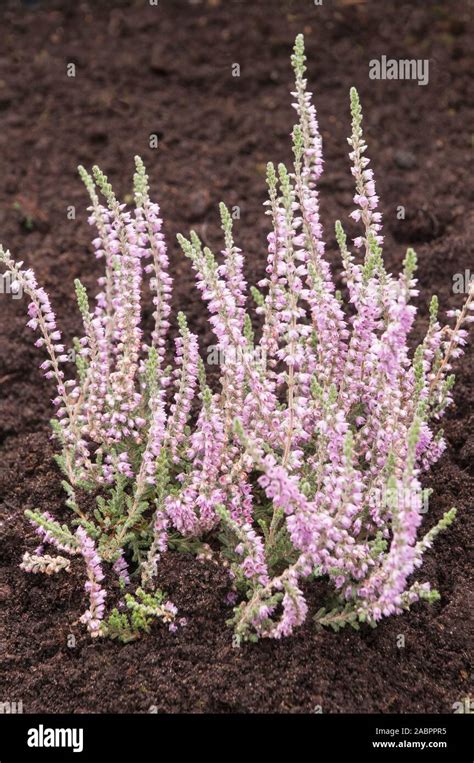 Heather Calluna Vulgaris Silver Knight Summer And Autumn Flowering