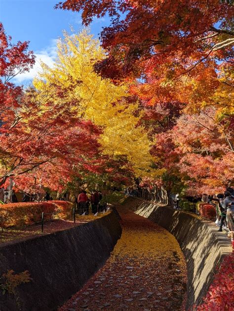 今年もこの季節がやってきた！秋休み《11月》に行きたい日帰りバスツアー！ 国内旅行のオリオンツアーブログ