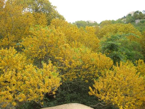 Acacia confusa flowering tree tops | Acacia confusa